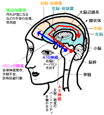 カウンセリングのゼミで脳の働きが社会と適応できて
「左脳・前頭葉」の働きを育てるモデル図