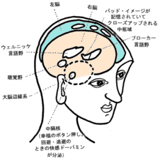 脳のバッドイメージの記憶と
幸福のボタン押し（逃避・回避）の図
