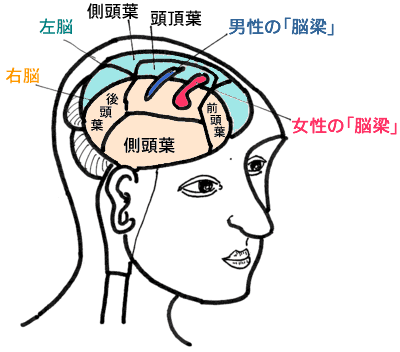 カウンセリングのゼミの学習で女性の「脳」と共感し合えて一緒に成長できる「脳」の発達のモデル図