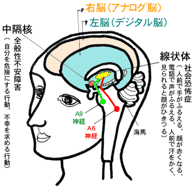 カウンセリングのゼミで本物の知性を働かせる
「A６神経」デジタル脳（左脳）を伸ばすモデル図