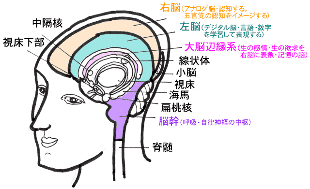 右脳　アナログ脳　左脳デジタル脳